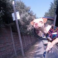 mi precioso