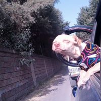 No me toquen ando... ando chido
