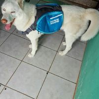 Ustedes ya tiene mascota para su futuro o ya hogar?? - 1
