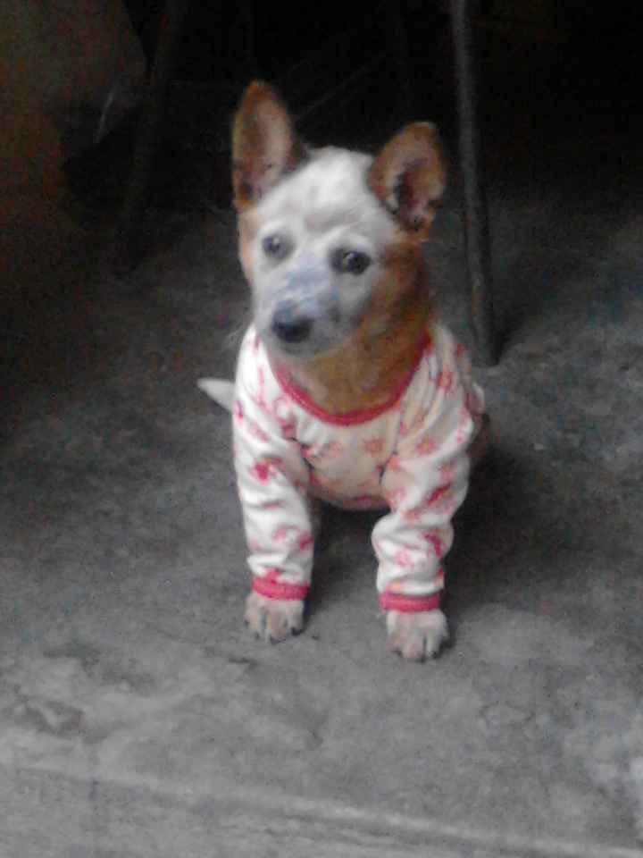 Presenten mascotas.... - 1