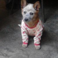 Presenten mascotas.... - 1