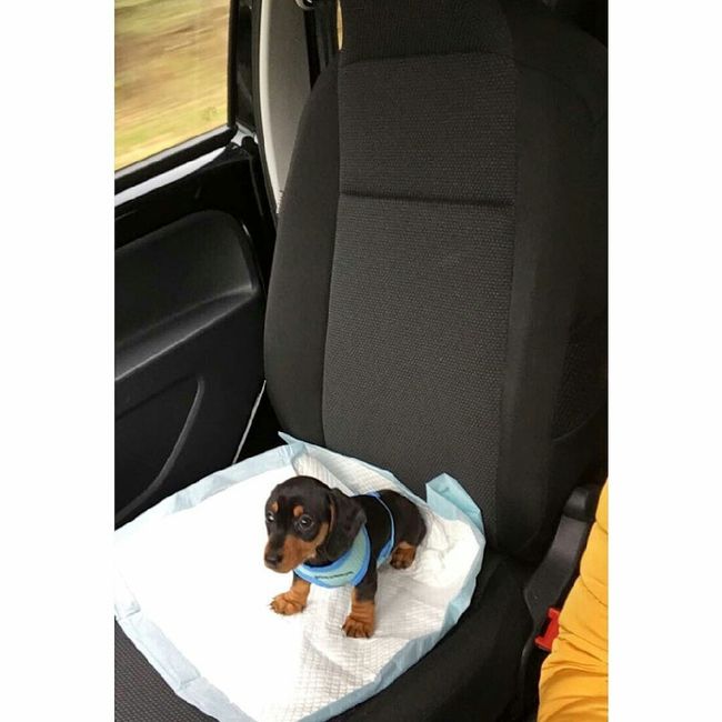 Mascotas para recien casados :) 2