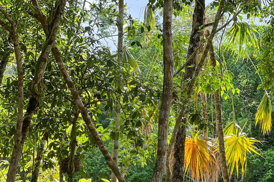 Jardín con alberca