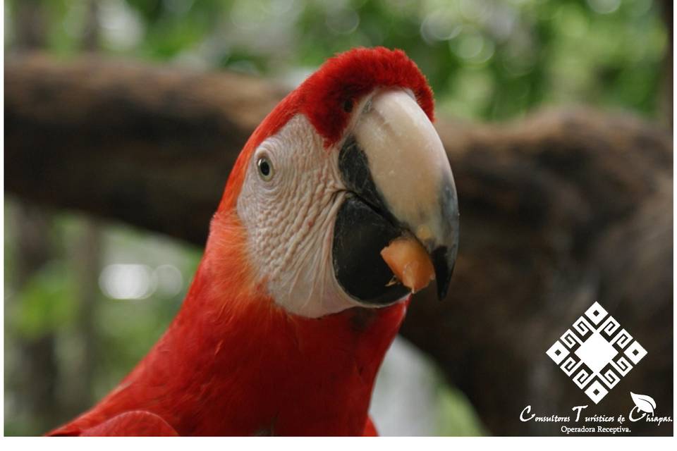 Guacamaya roja