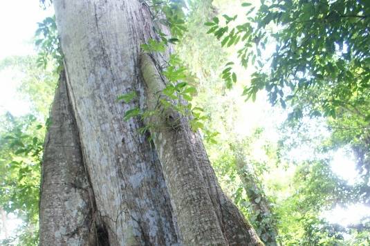 Ceiba, lacandona