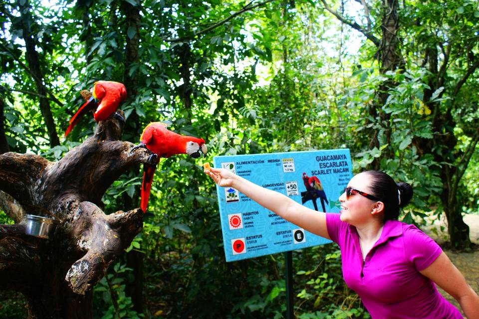 Ceiba, lacandona