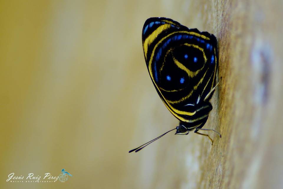 Hojas de la selva.