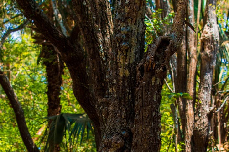 Reserva La Mancha: Mamá Ficus