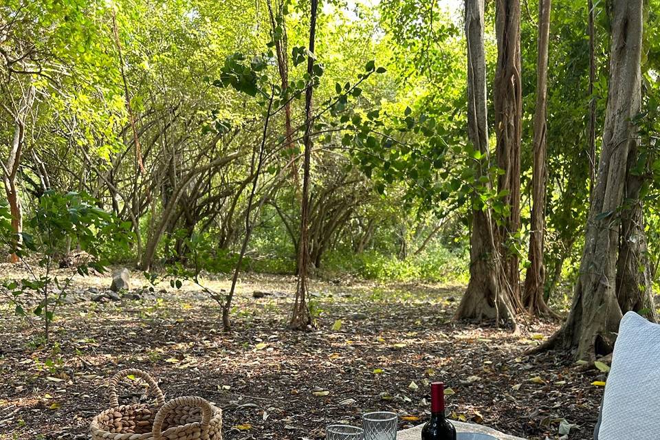 Picnic en Mamá Ficus