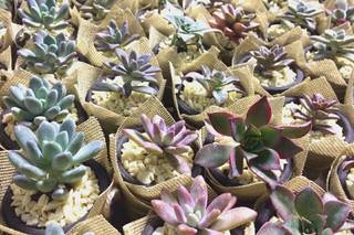 Desierto Floral