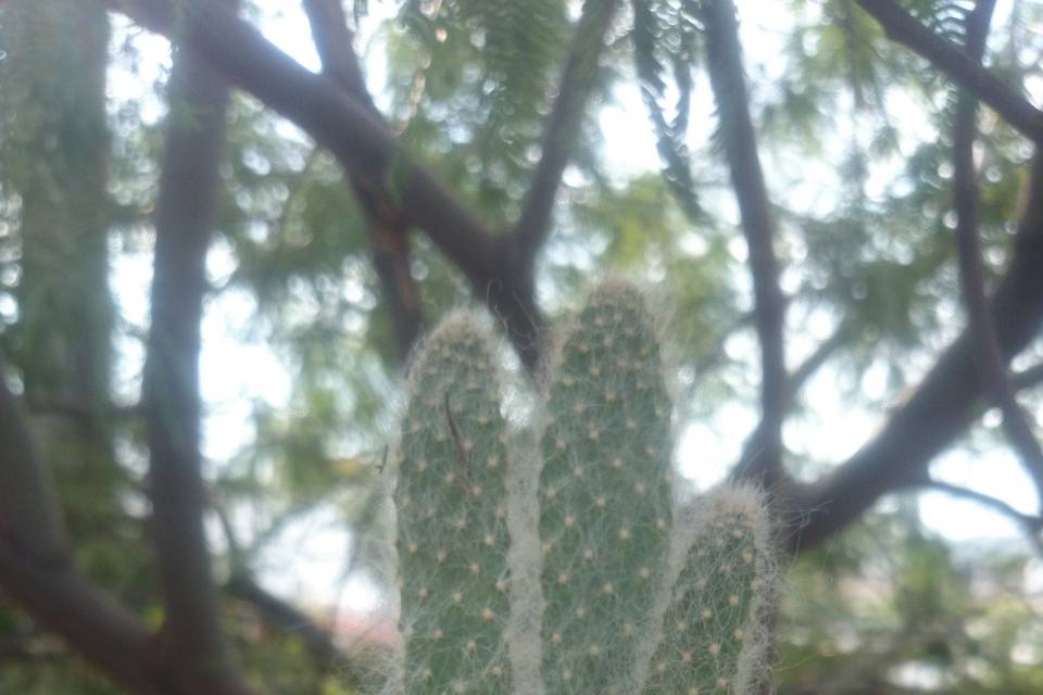 Desierto Floral