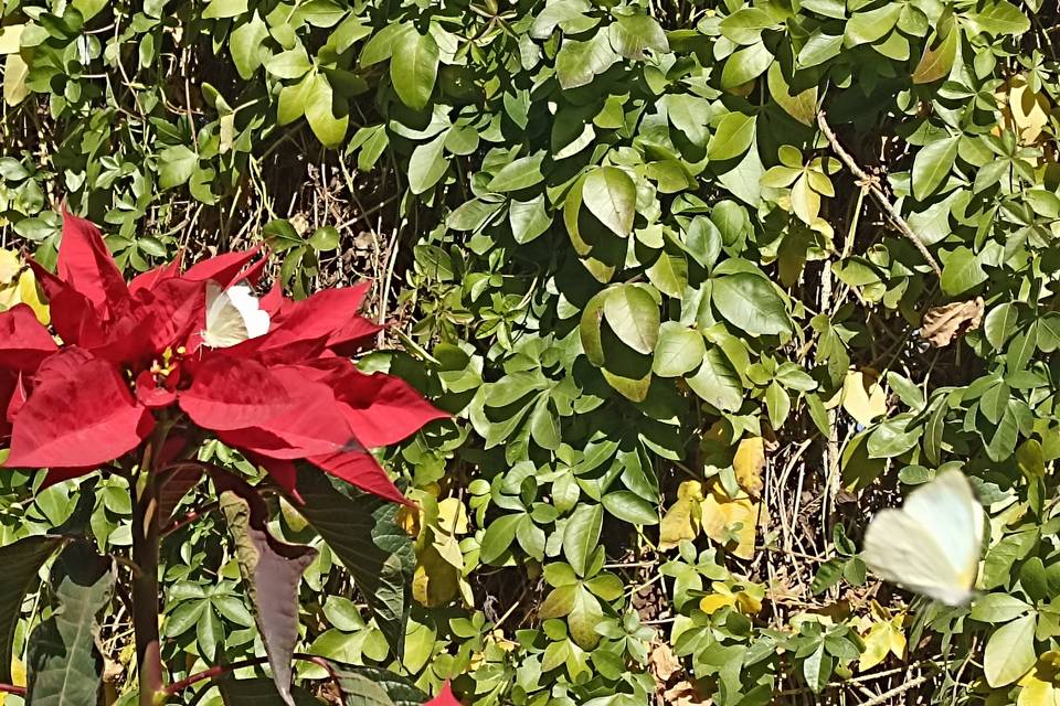 Mariposas en todas las épocas