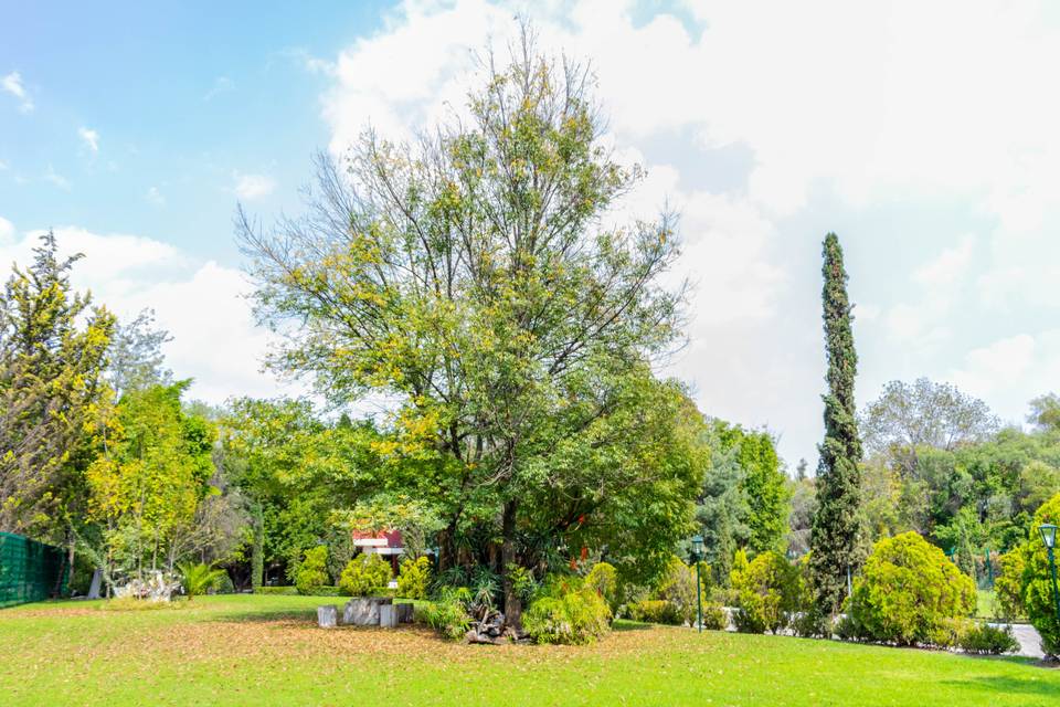 Árbol en un jardín