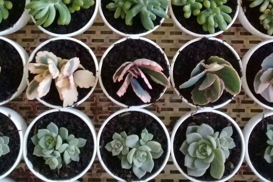 Suculentas
