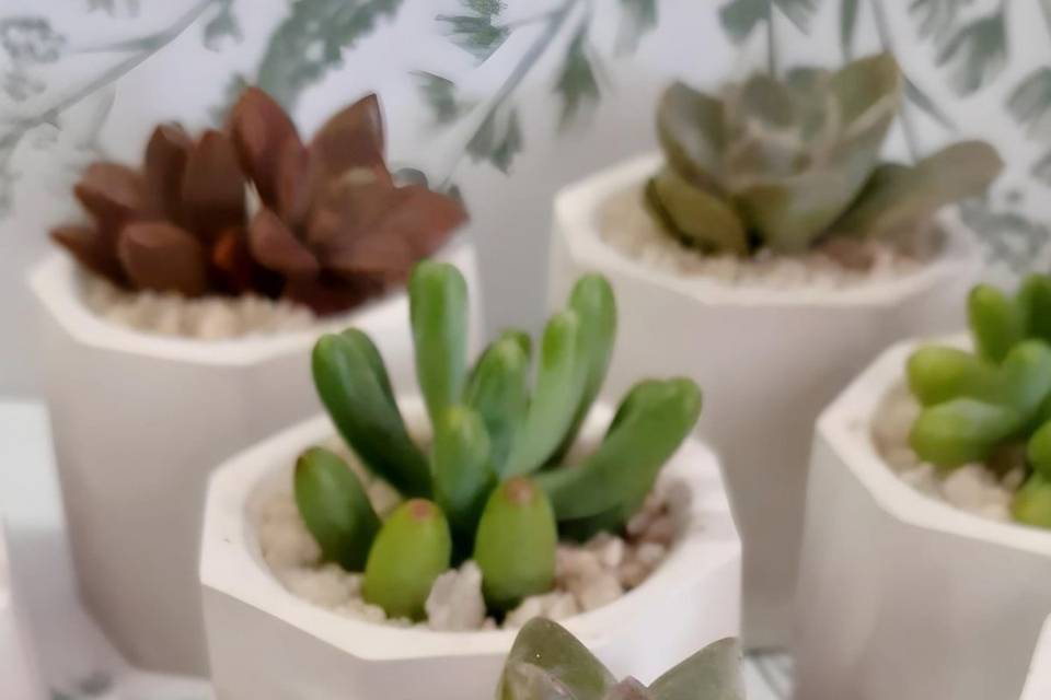 Suculenta mini