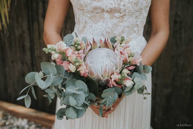 Protea