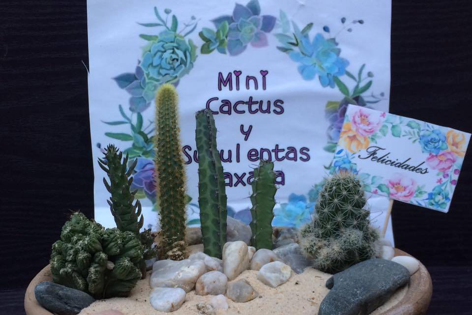 Mini Cactus y Suculentas Oaxaca