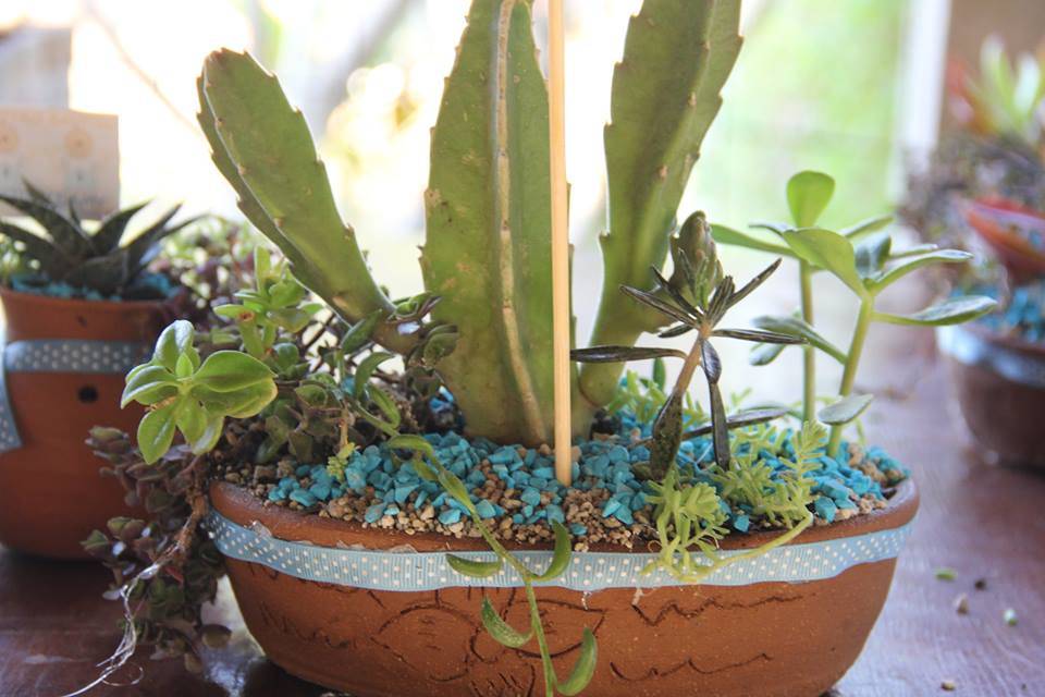 Mini cactus y suculentas oaxac