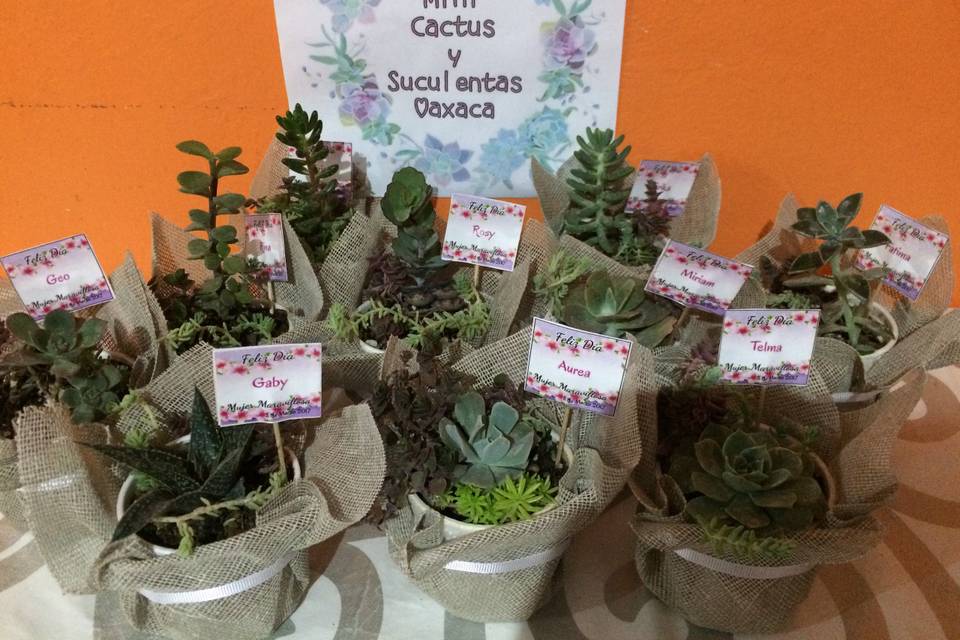 Mini Cactus y Suculentas Oaxaca