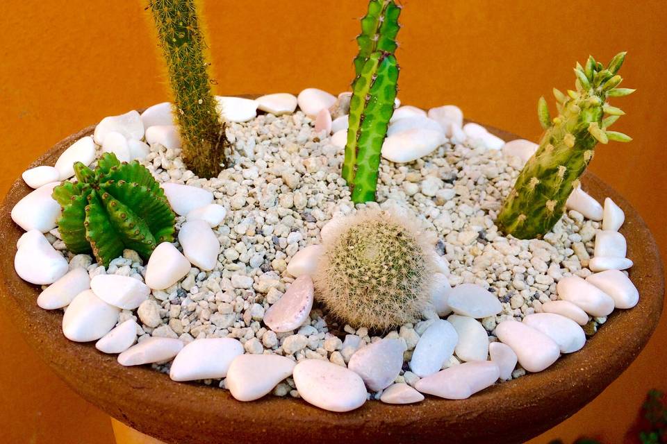 Centro de mesa mix de cactus