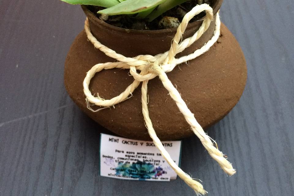 Mini Cactus y Suculentas Oaxaca