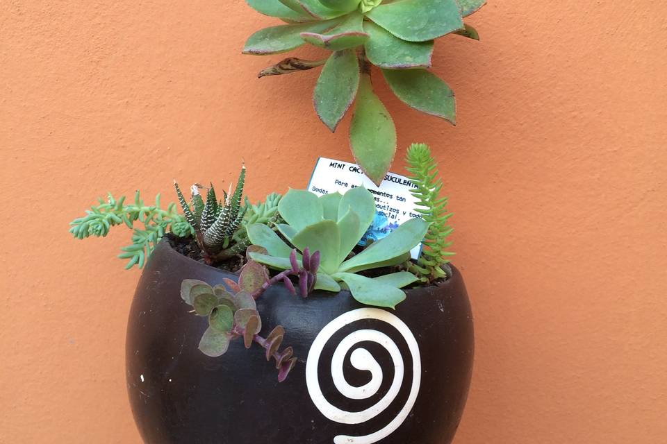 Aeonium y eche