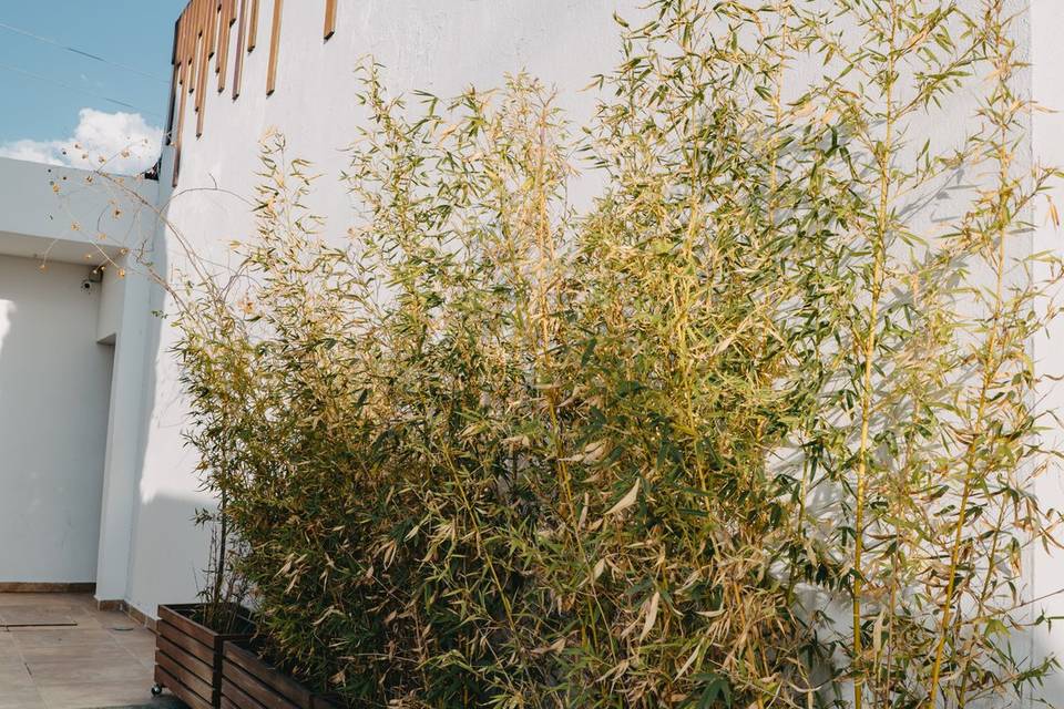 bambu