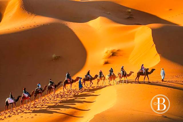 Camellos en un desierto