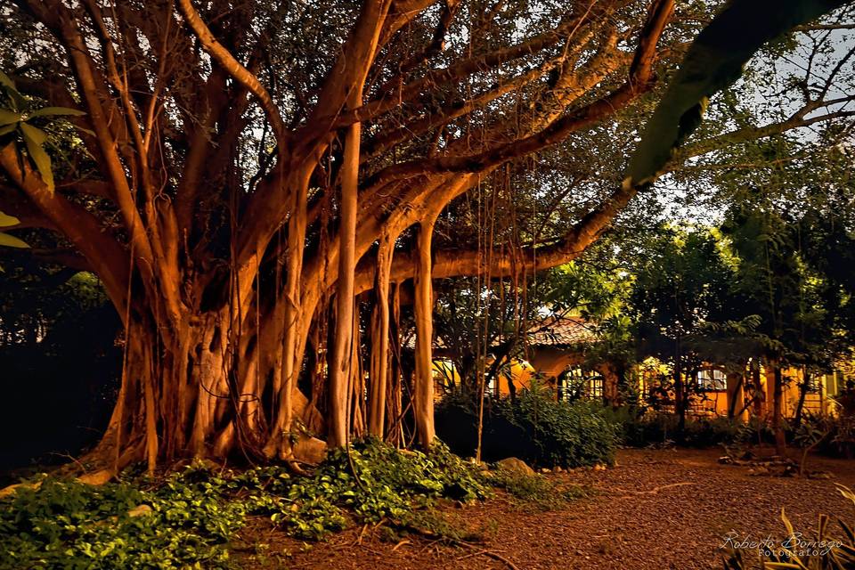 Espacio al aire libre para celebraciones