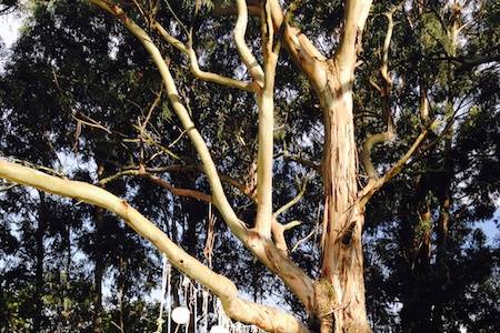 Detalle en árbol