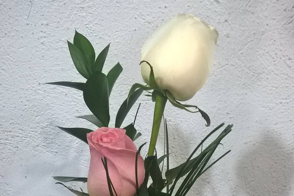 Rosas blancas