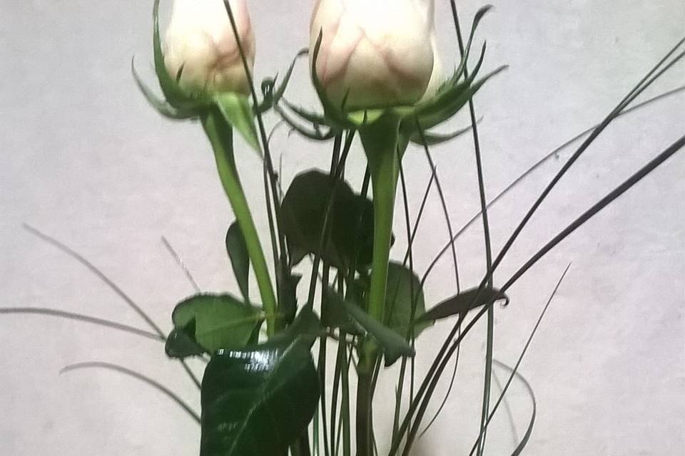 Rosas blancas