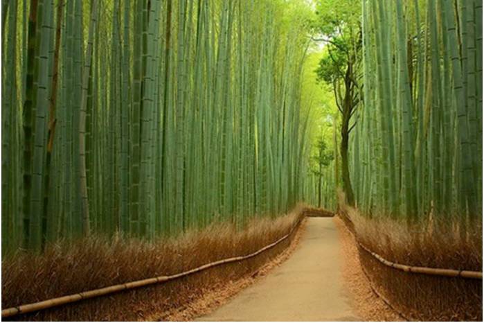 Bosque de Bamboo, Japón