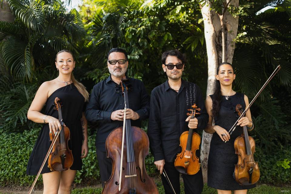 Cuarteto de cuerdas