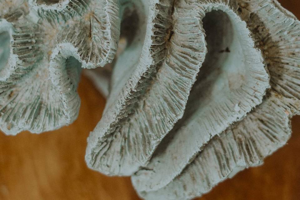 Anillos