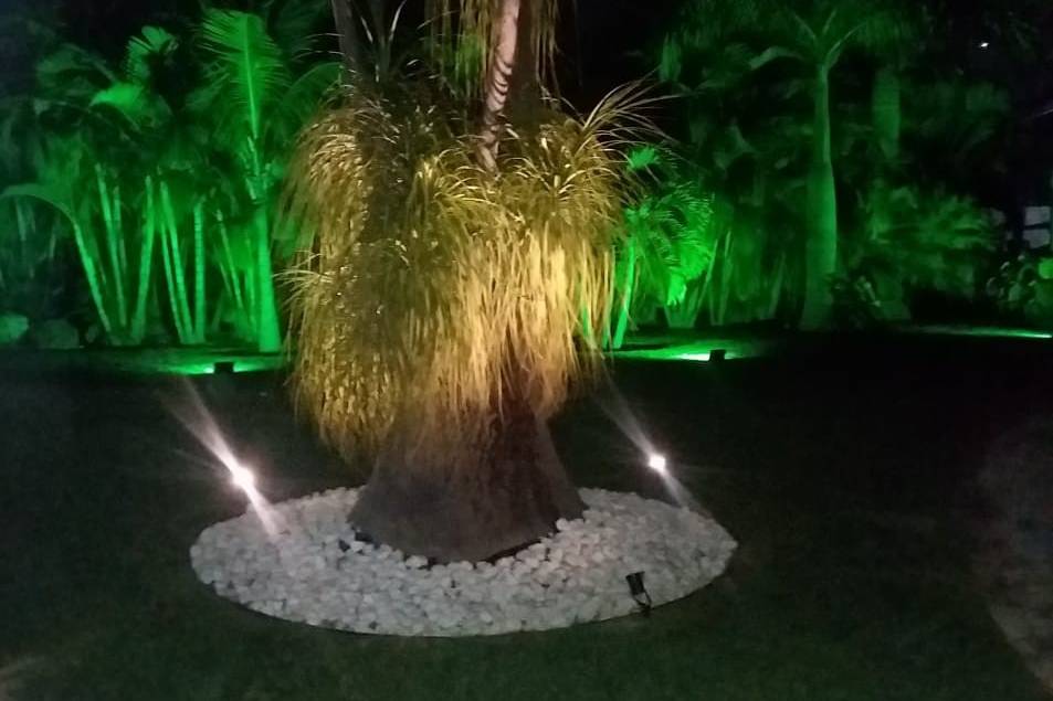 Palmera iluminada