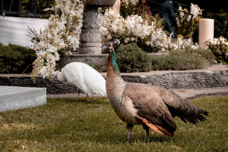 Hermosos pavos reales