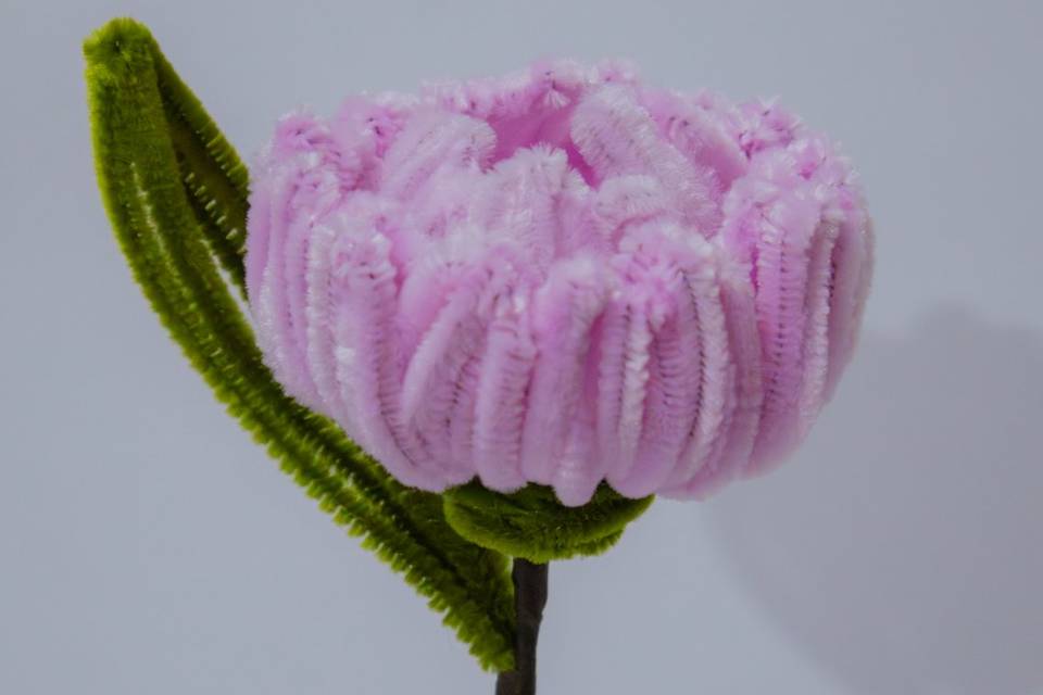 Peonia