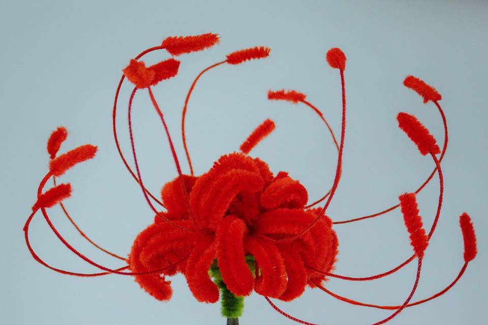 Spider lily