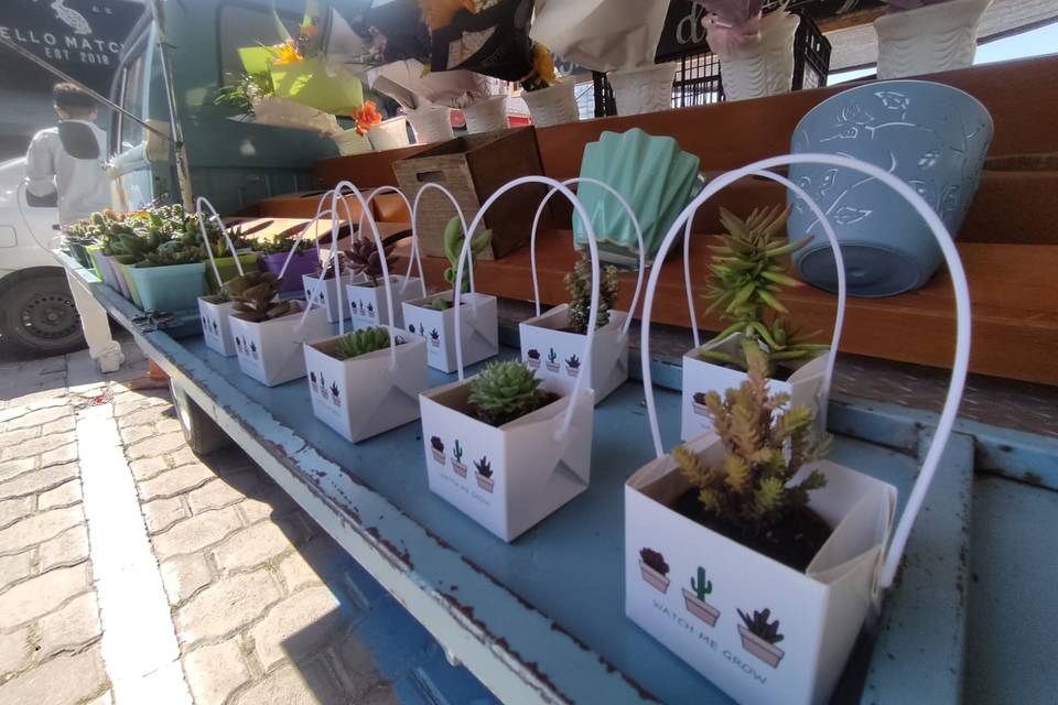 Canasta mini con suculenta