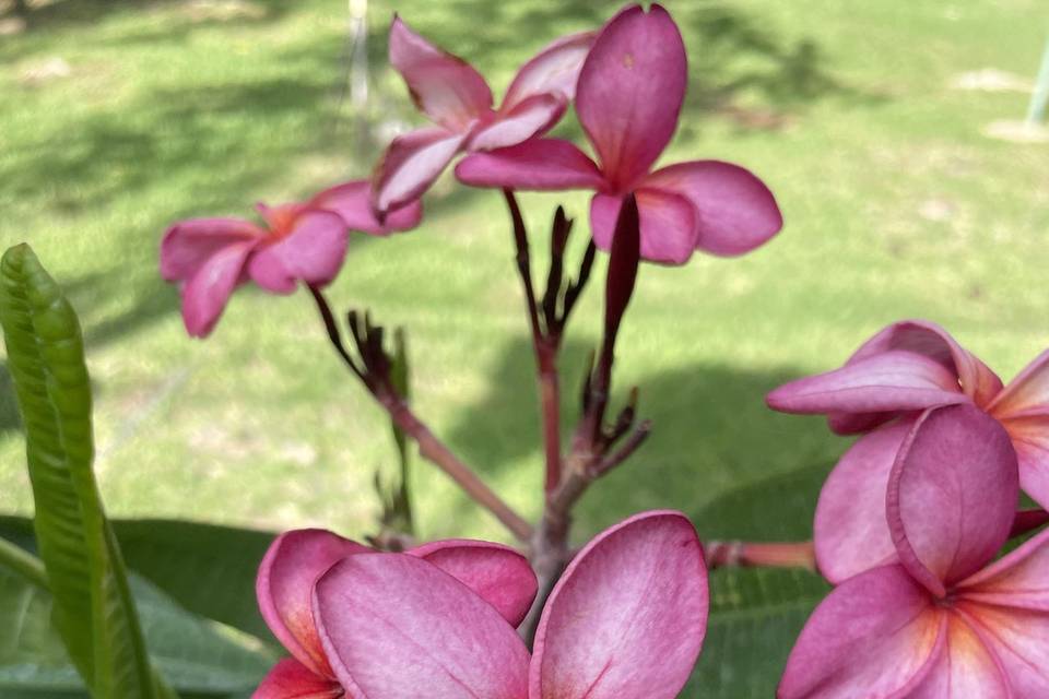 Flor rosa