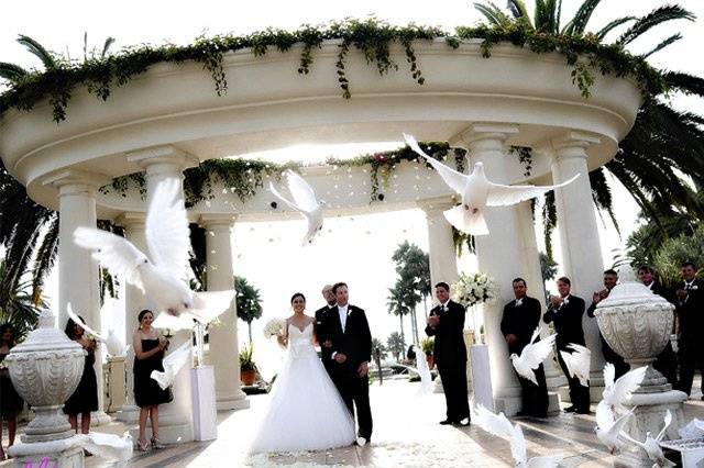 Weddings Doves Hermosillo