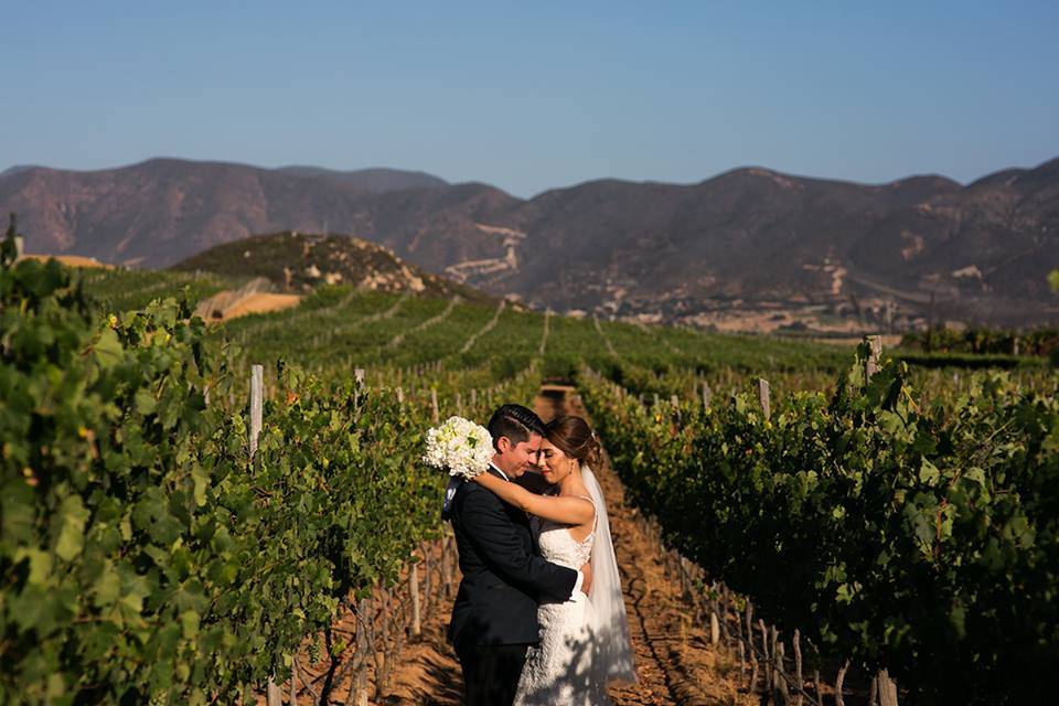 Hermosas bodas en viñedos