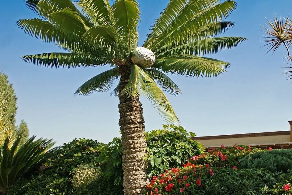 Gran variedad de plantas exóticas