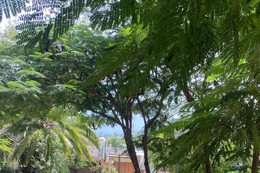 Jardines