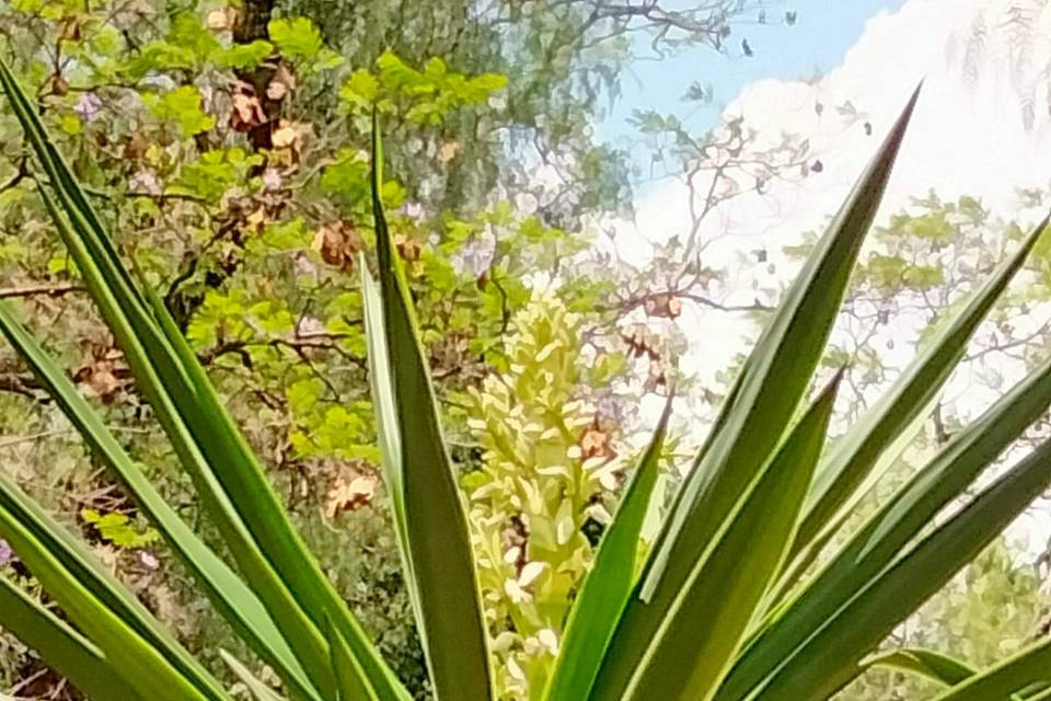 Jardines