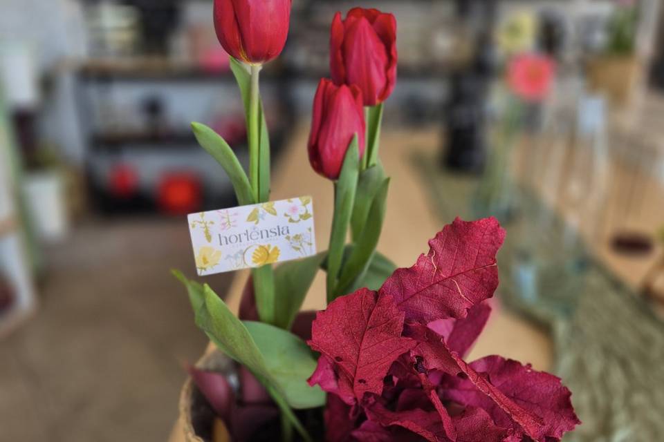 Tulipanes