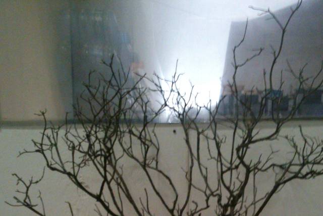 Árbol natural