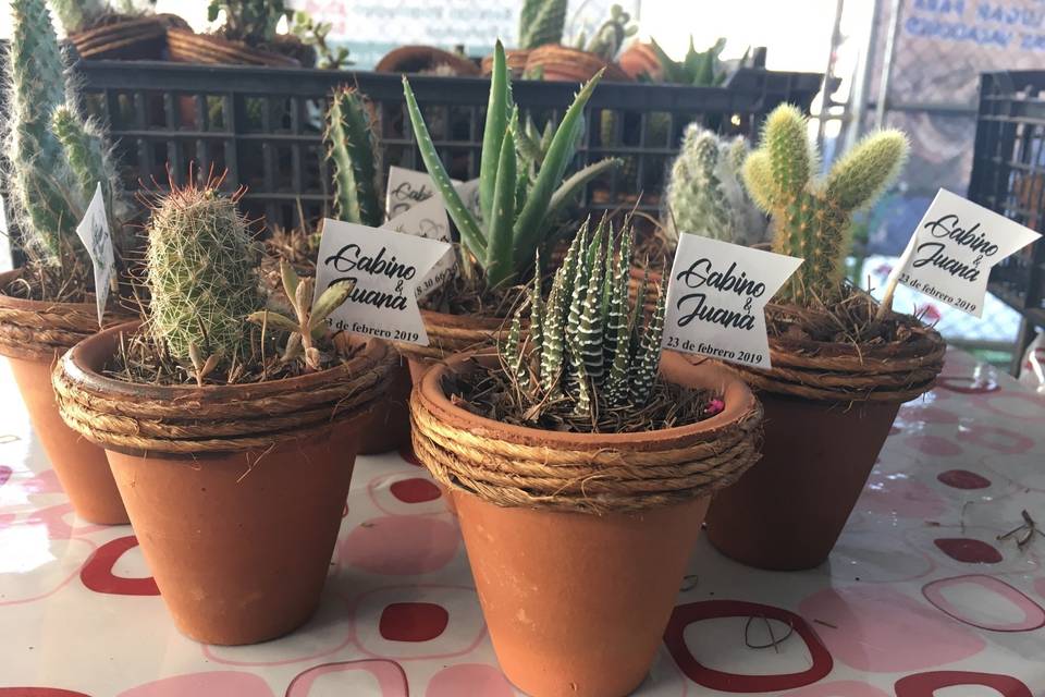 Cactus en base de barro