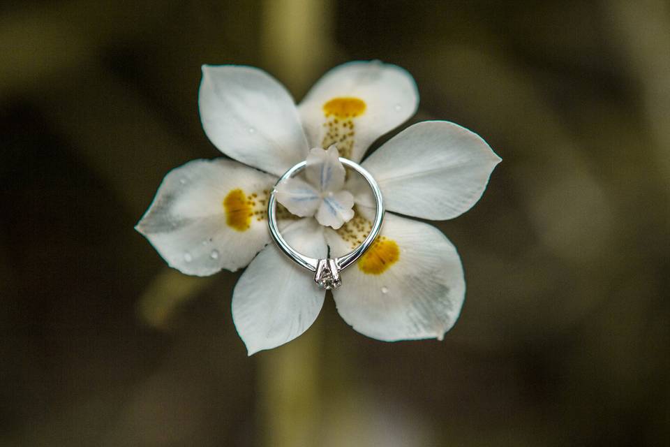 Luis Pereyra Fotografía